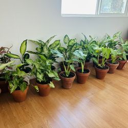 Plants For Sale 20 Each 