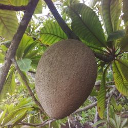 KEY WEST MAMEY FOR SALE. ONLY $2 A POUND