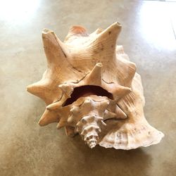BIG 12 Inch Conch Shell Horn Ocean Trumpet - Authentic Jamaican Conch Horn 
