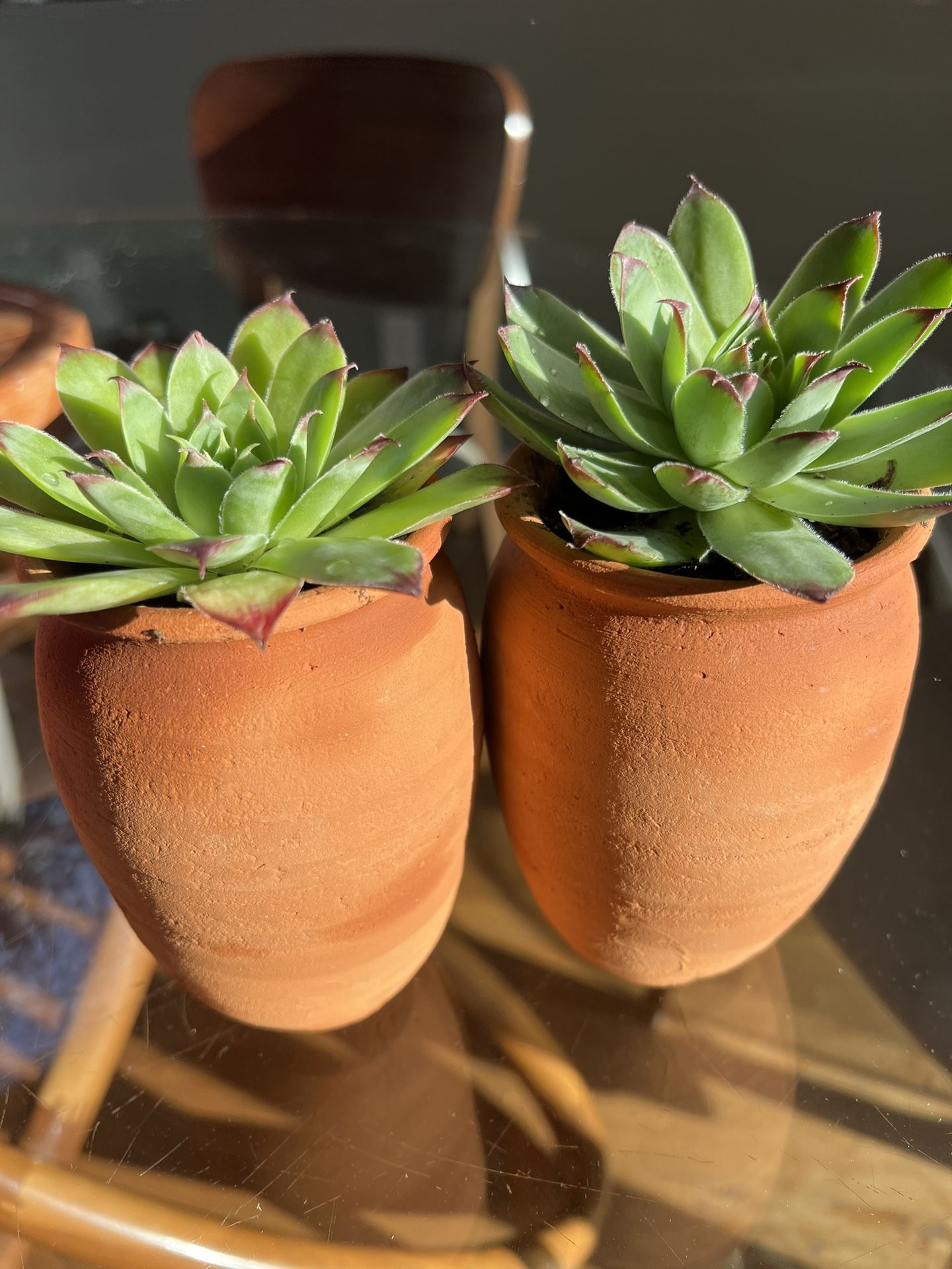 Succulents in Small Clay Jugs