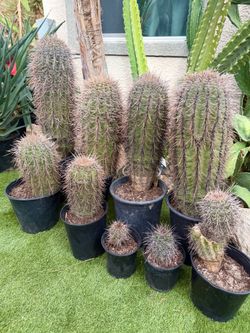 Saguaro ( 2 - 2 1/2 feet )