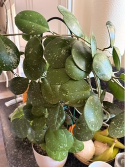 Plants