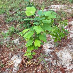 Sycamore Tree