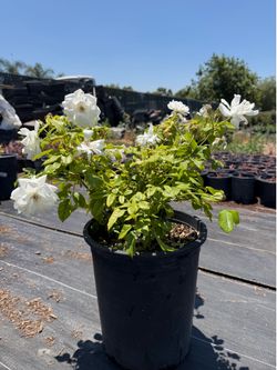iceberg roses