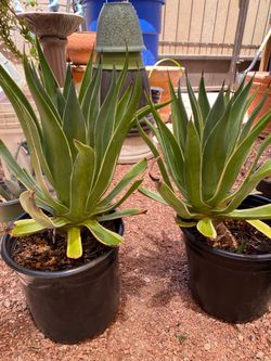 Agave or Succulent ??
