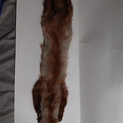 1960s Vintage Mink Pelt 