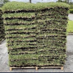 St  Augustine Pallets Of Grass 4 Sale