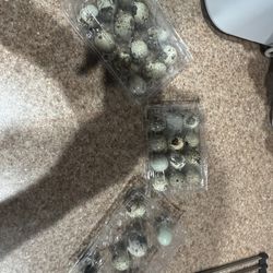 Quail Eggs By The Dozen 