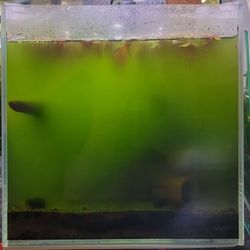 Green Water Algae For Pond Or Aquarium 💧