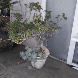 Mimi Tree  w/Succulent Plant in Pot