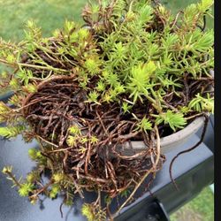 Grey Clay Pot Full Of Sedum And Succulent 