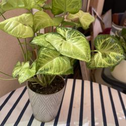 Plant For Room In Ceramic Pot