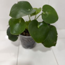 Raindrop Peperomia