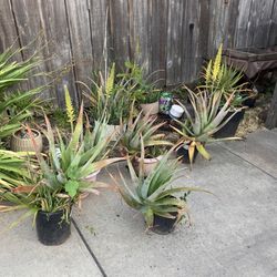 Aloe Plants 