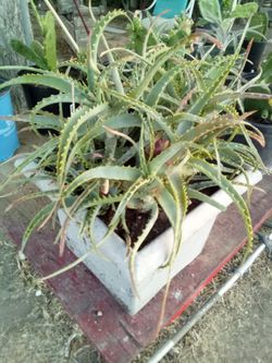 Massive Aloe Vera Clump – Established, Overflowing & Full of Pups!
¡Gran Mata de Aloe Vera