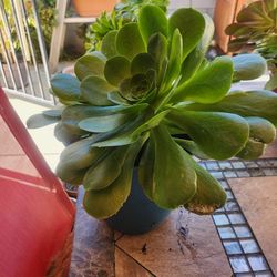 Succulent 