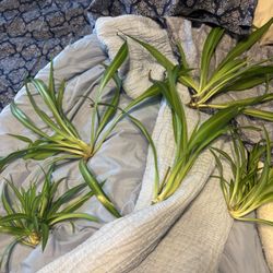 Airplane Plant Babies 