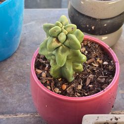 Totem pole cactus (OBESE) with pot