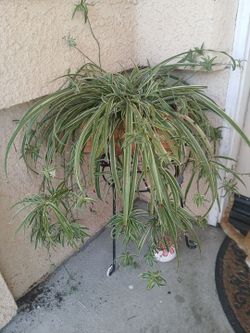 Big spider plant with lots of babies