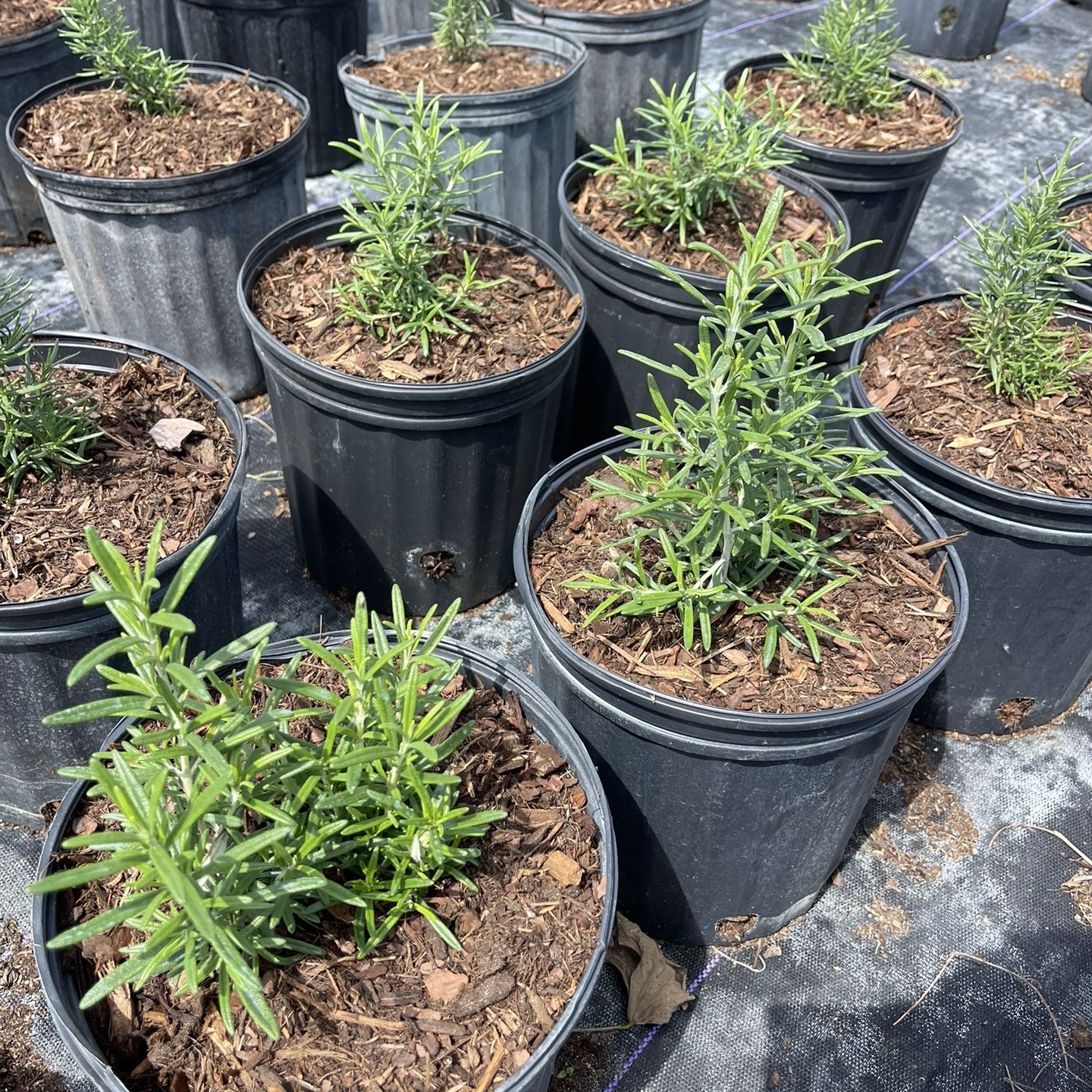 Rosemary Herb