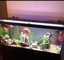 75-Gallon Aquarium Setup – Complete Package