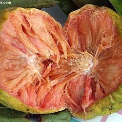 Kwai Muk Plant 