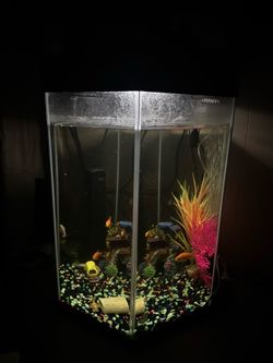 Fish tank