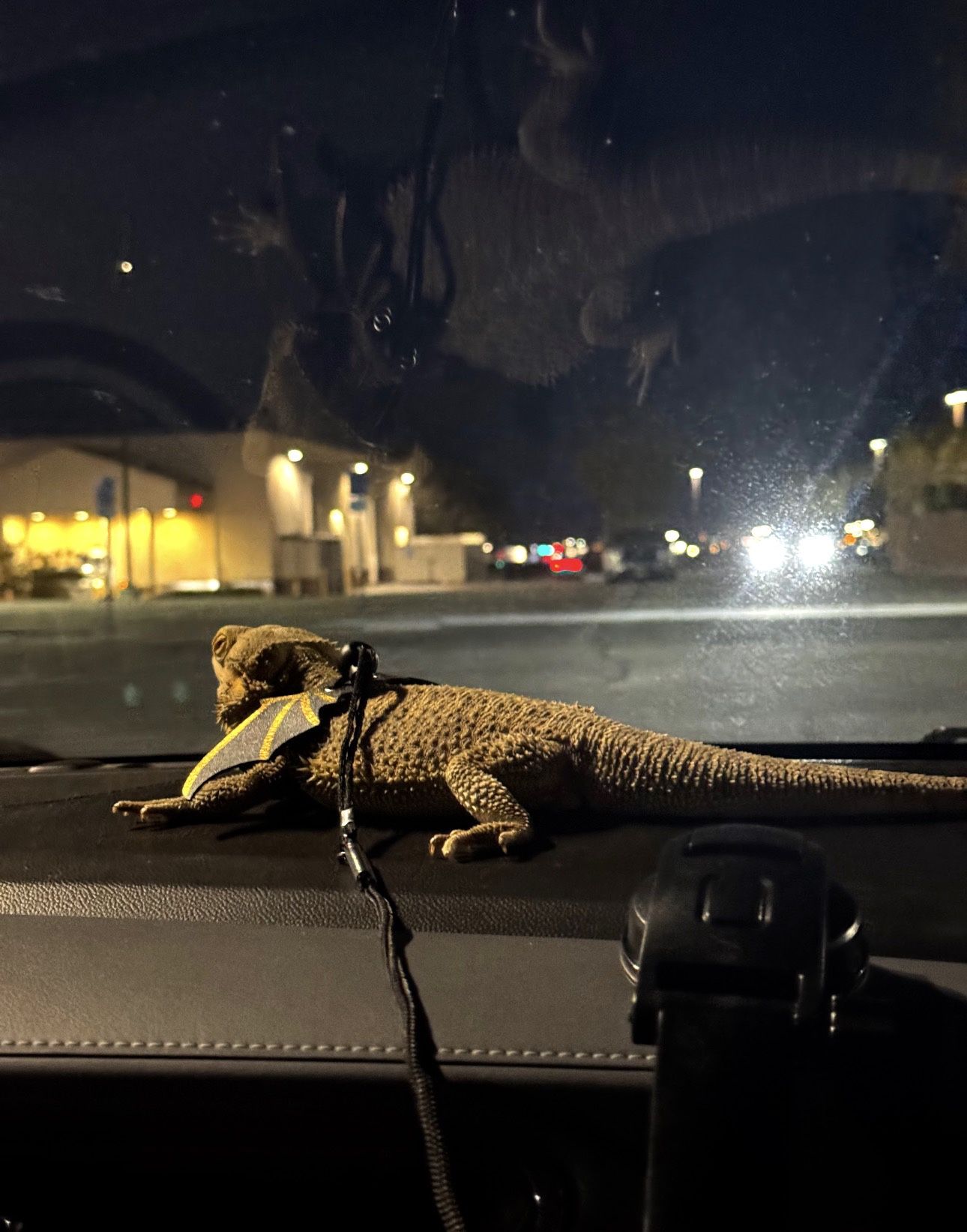 Reptile LEASH