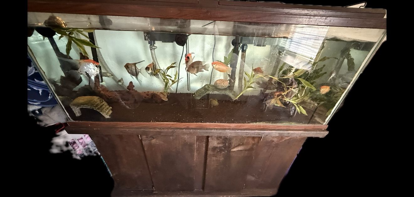 55gal Aquarium W/everything