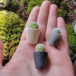 Mini Cactus! Mother's gift idea