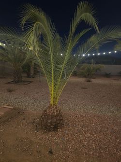 Palm's  phoenix
