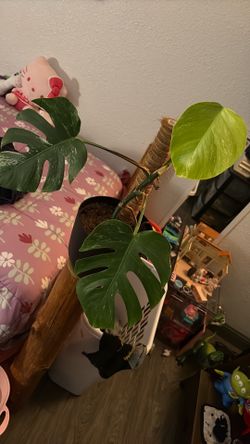 Monstera Borsigiana Albo