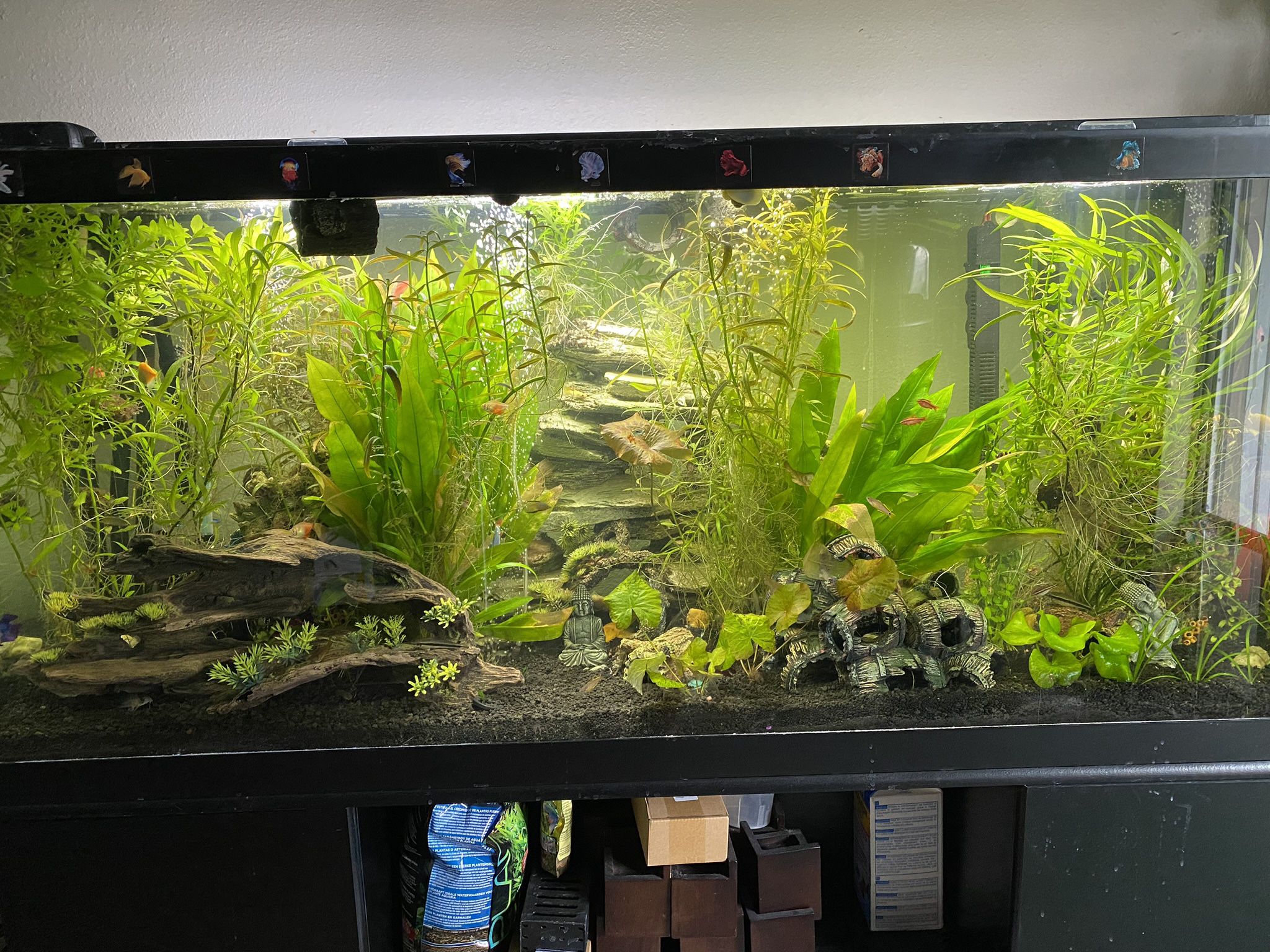 Fish Tank, And Everything Needed