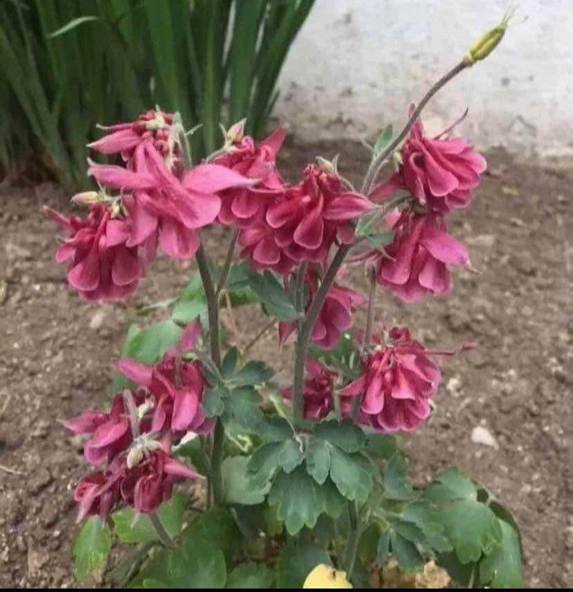 Outdoor Flowers - GRANDMA COLUMBINE