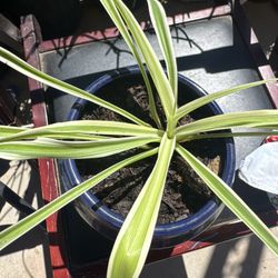 Mala Madre Planta   Ribbon (spider) Plant