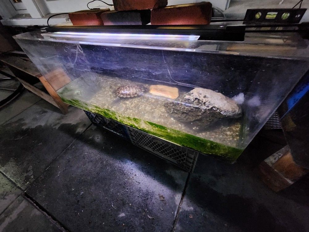 60 Gallon Acrylic Tank With Turtle