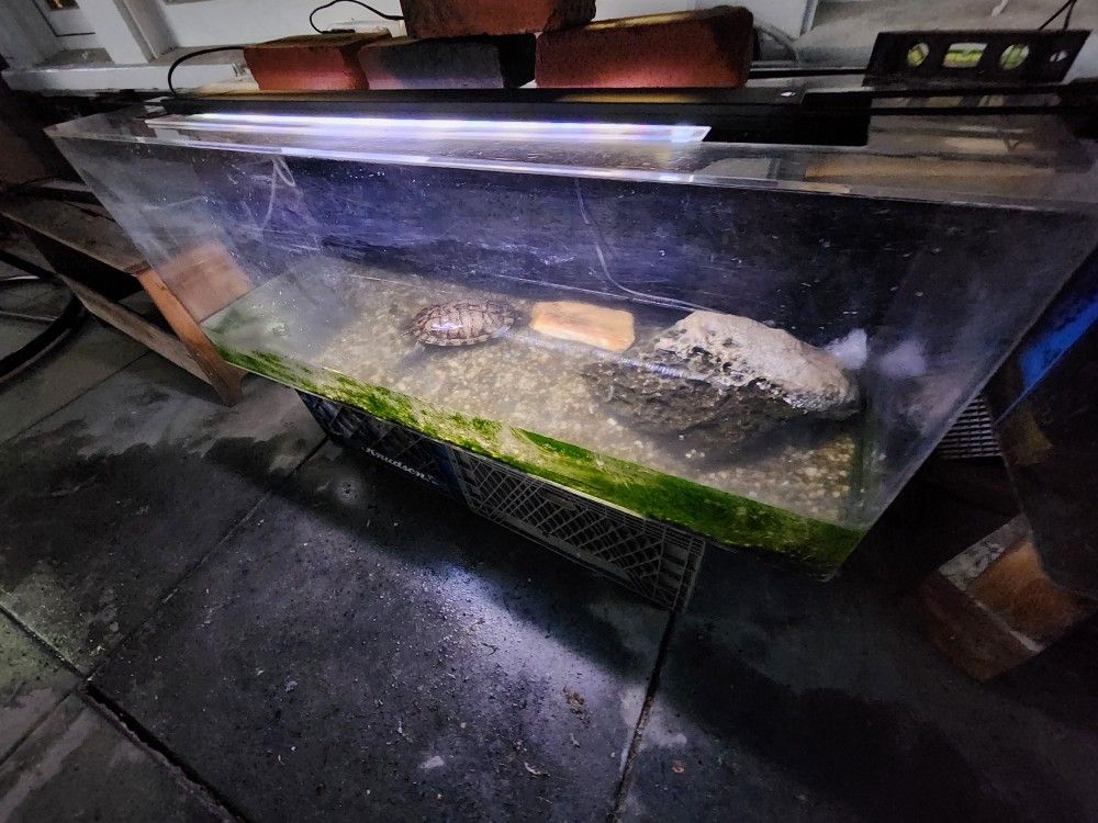 60 Gallon Acrylic Tank With Turtle 