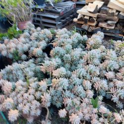 Succulents