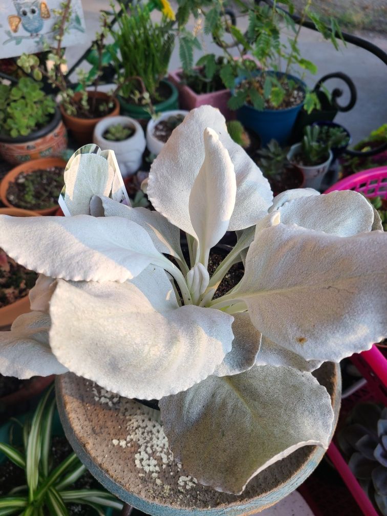 Angel Wings Senecio