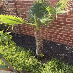 2 Windmills Palm Trees