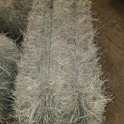 Coastal Hay Horse Quality Small Square Bales