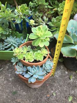 Assorted plants