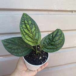 4” monstera peru