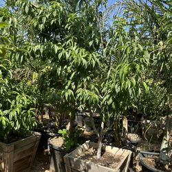 Peach Tree