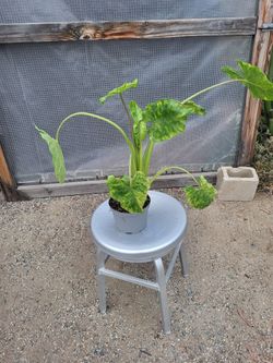 Philodendron Plant 6" Nursery Pot