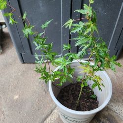Japanese Maple Trees - Healthy And Cheap 