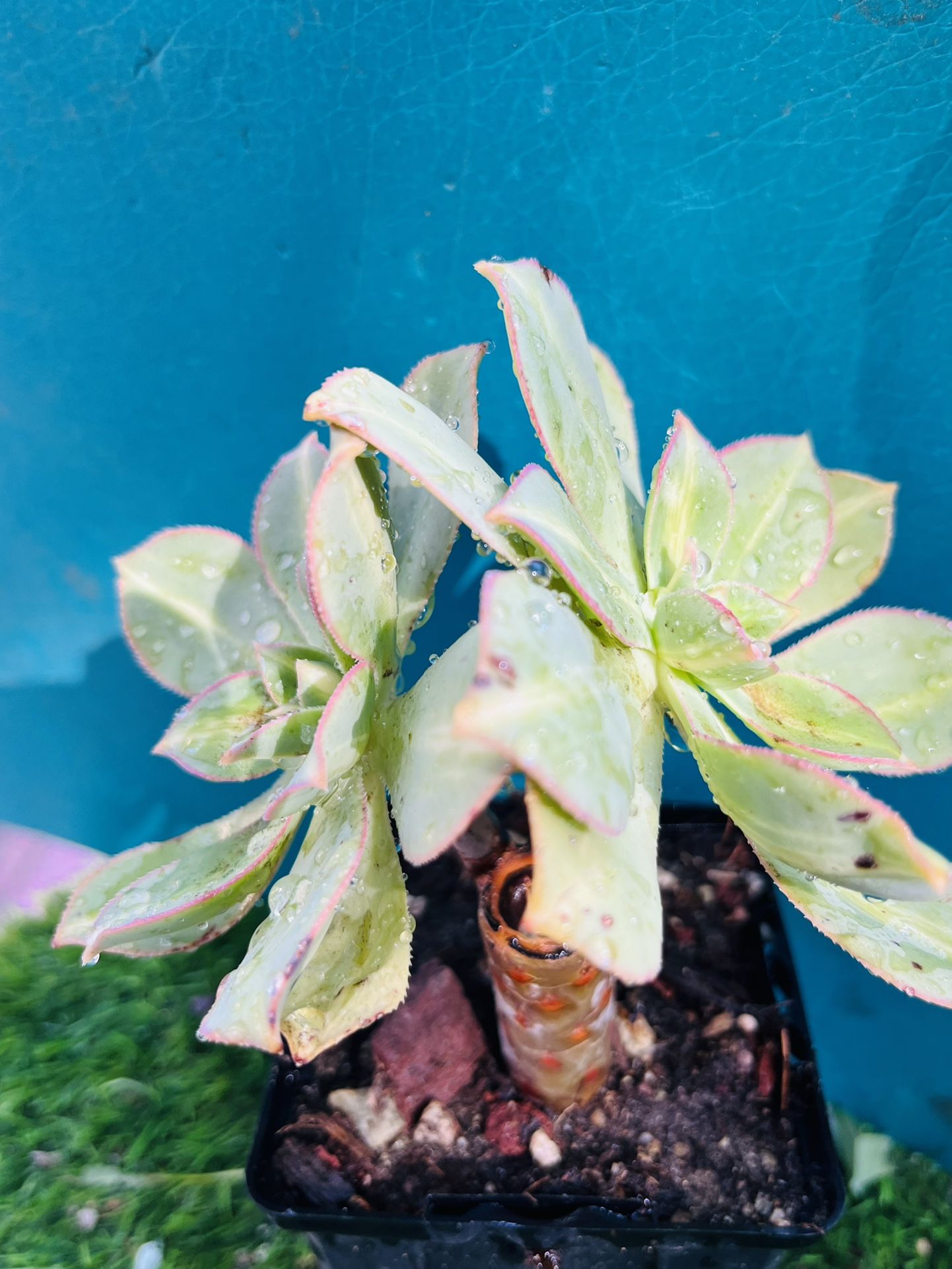 Rare Orostachys iwarenge f.variegata “Howow” double heads live rooted, get 2 fre