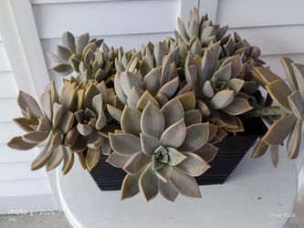 Suculenta ,Flor de Mármol. Se le conoce también como Rosa de Alabastro.  Su nombre científico es: Echeveria Peacockii Croucher.