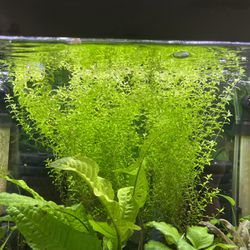 Fish Tank Plants