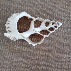 Cross-section Nautilus Seashell